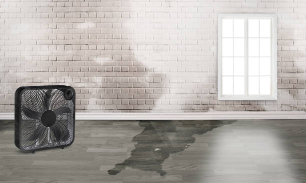 Best Mold removal after water damage  in Frankfort, MI